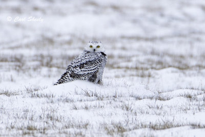 Snowy Owl 9878.jpg