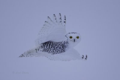 Snowy Owl 9856.jpg