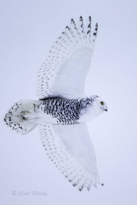 Snowy Owl 9863.jpg
