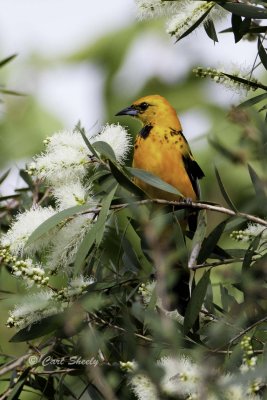 Spot-breasted Oriole 0898.jpg