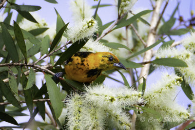 Spot-breasted Oriole 0847.jpg