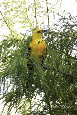 Spot-breasted Oriole 0790.jpg