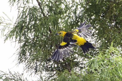 Spot-breasted Oriole 0794.jpg