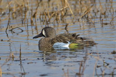 Blue-winged Teal 4520.tif