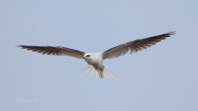 White-tailed-Kite-4671.jpg