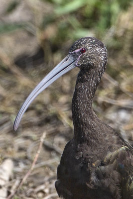 White-faced Ibis1447.jpg