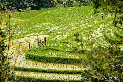 Jatiluwih Rice Terraces D700_21008 copy.jpg