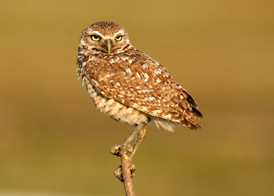 Owl on a stick