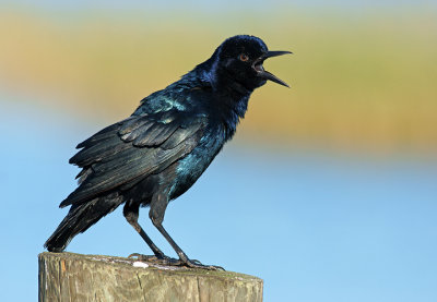 Boat-tailed Grackle