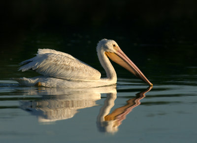 Morning at the wetlands