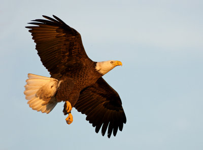 Kite Tales, The Great Florida Birding and Wildlife Trail Newsletter