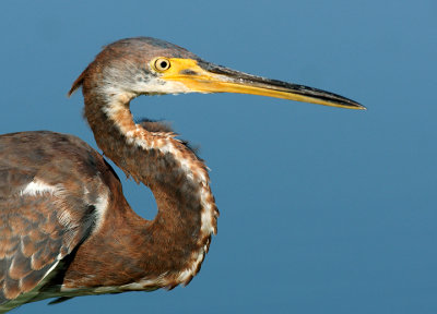 Portrait of a youngster