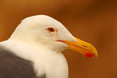 Western Gull portrait