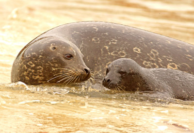 Mom with pup