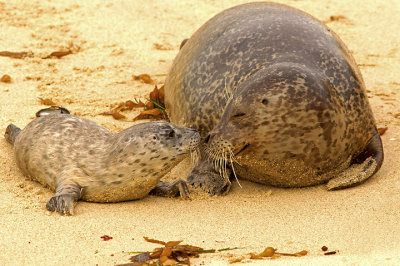 Seal kiss