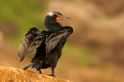 Double-crested Cormorant