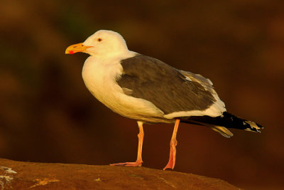 Western Gull