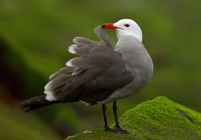 Heermann's Gull