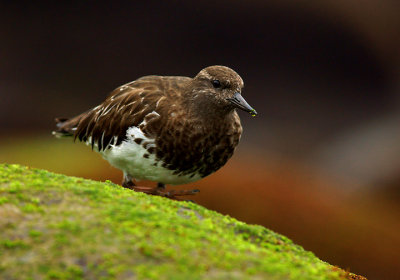 Black Turnstone