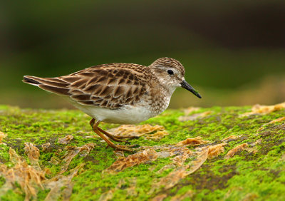 Least Sandpiper