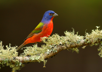 First Place, Orange Audubon Society, 2014