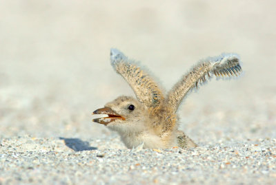 Stretching those wings