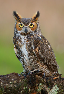 Great Horned Owl