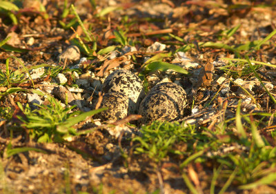 Killdeer nest