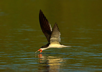 Skimming the lagoon