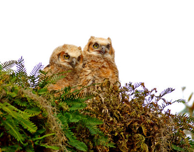 Waiting for a meal