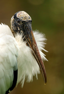Wood Stork II