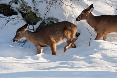 White-tailed Deer 
