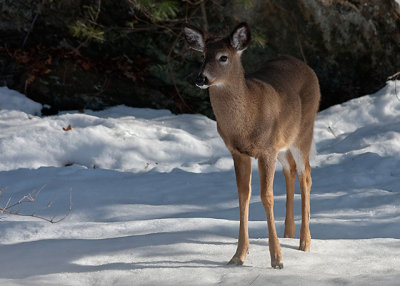 White-tailed Deer 