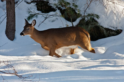 White-tailed Deer 