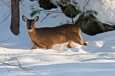 White-tailed Deer 