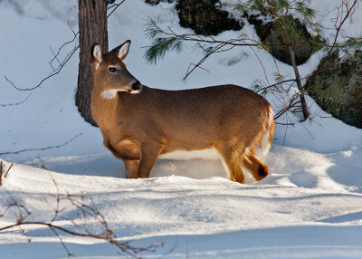 White-tailed Deer 