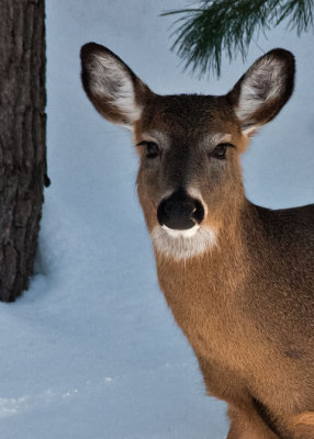 White-tailed Deer 
