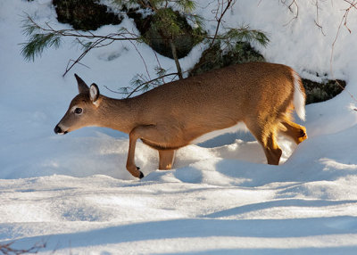 White-tailed Deer 