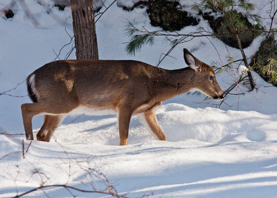 White-tailed Deer 