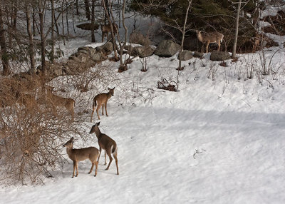 Backyard Deer