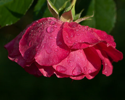 Rose After Rain