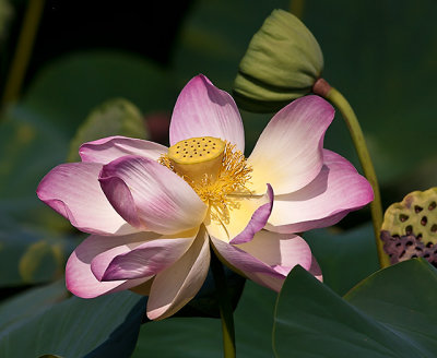  Lotus