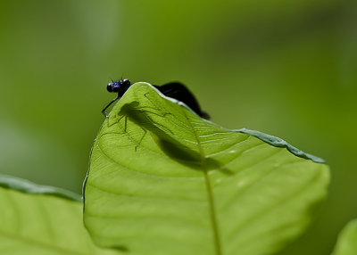  Ebony Jewelwing