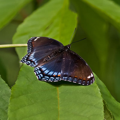  Red-spotted Admiral