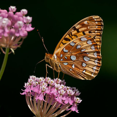  Great Spangled Fritillary 