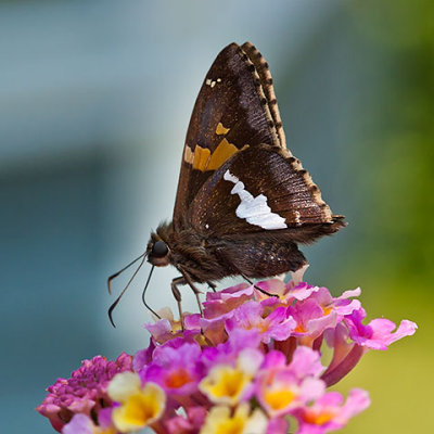  Silver-spotted Skipper 