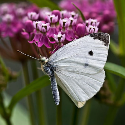  Cabbage White 