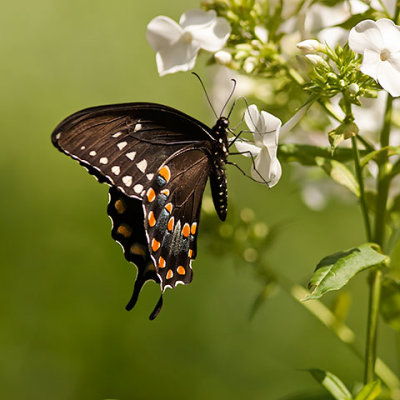  Spicebush Swallowtail