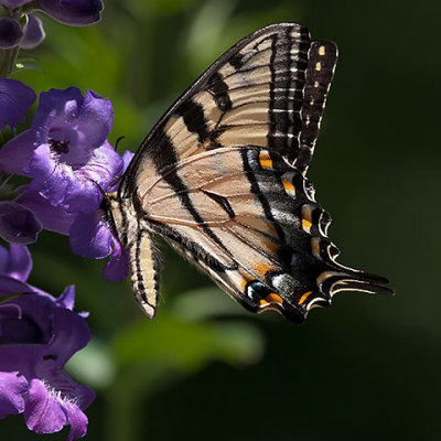 Backyard Butterflies