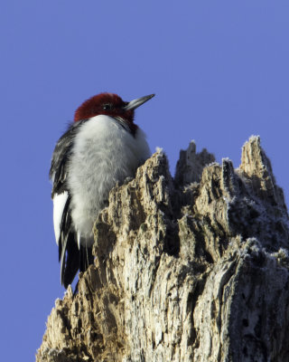 Red Head Kilbuck 2.jpg